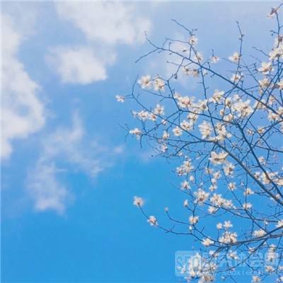 战姬物语官方版下载